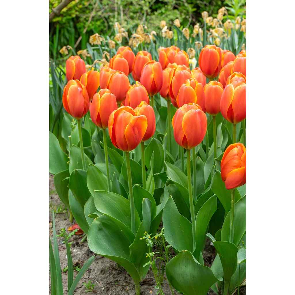 Tulppaani Triple A, 50 sipulia/pussi