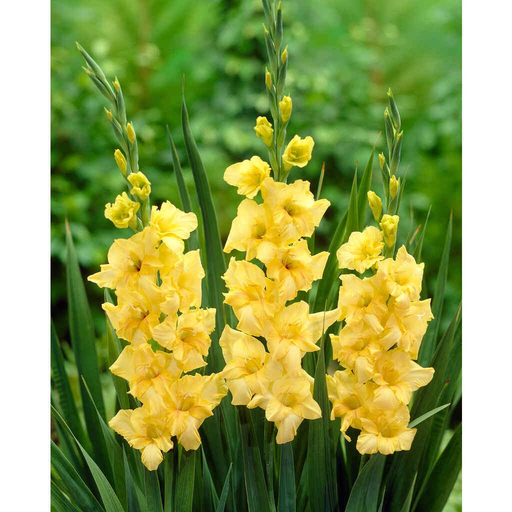 Gladiolus irtosipuli lajitelma, 'Nova Lux'