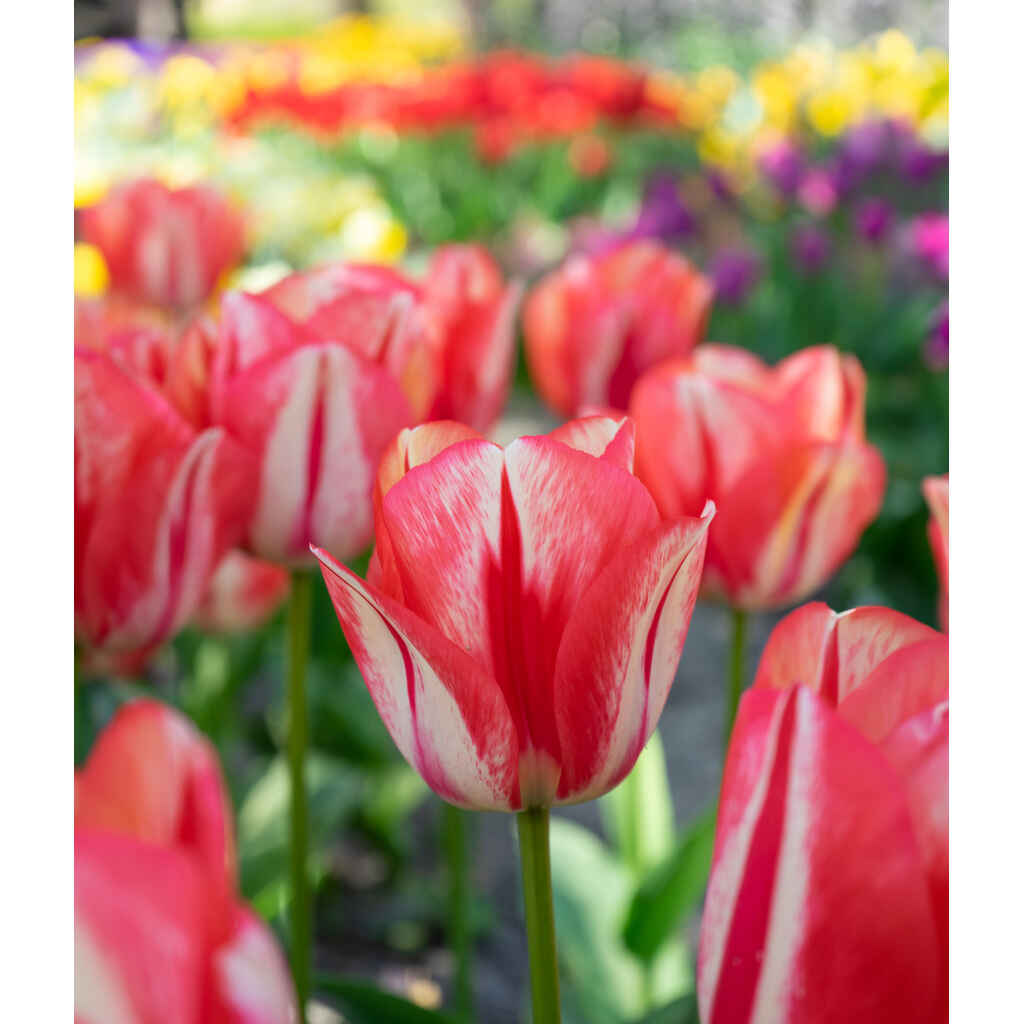 tulppaani 'Spring Break'