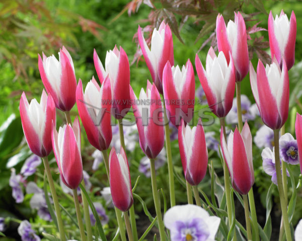 Tulppaani Peppermint Stick, 50 sipulia/pussi