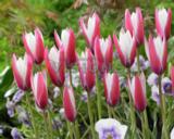 Tulppaani Peppermint Stick, 50 sipulia/pussi