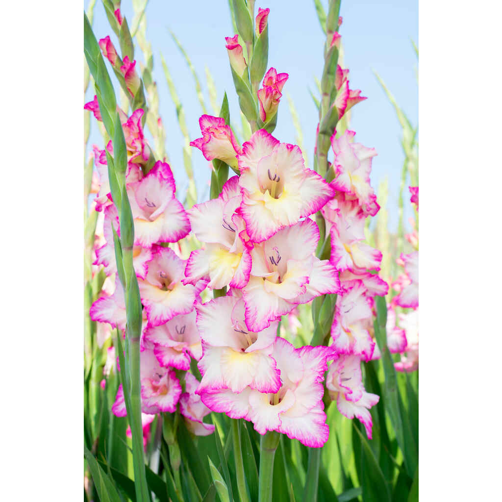 Gladiolus Priscilla, irtosipuli