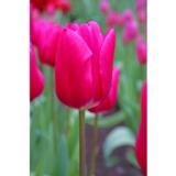 Tulppaani Pink Ardour, 50 sipulia/pussi