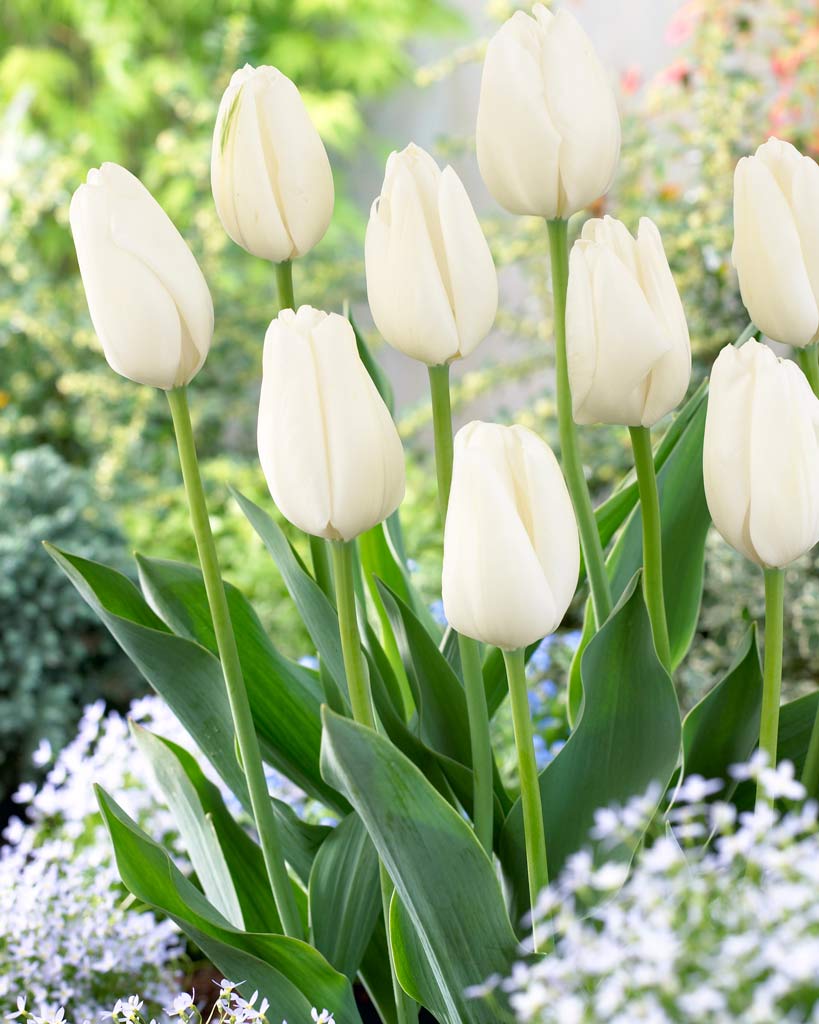 TULIP WHITE CLOUDS (HAKUUN) 50 kpl 12+