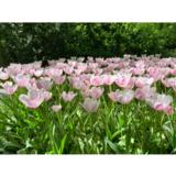 Tulppaani Jumbo Beauty, 50 sipulia/pussi