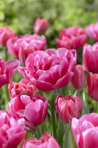 Tulppaani Sunset Tropical