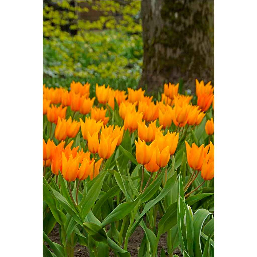 Tulppaani praestans 'Shogun'
