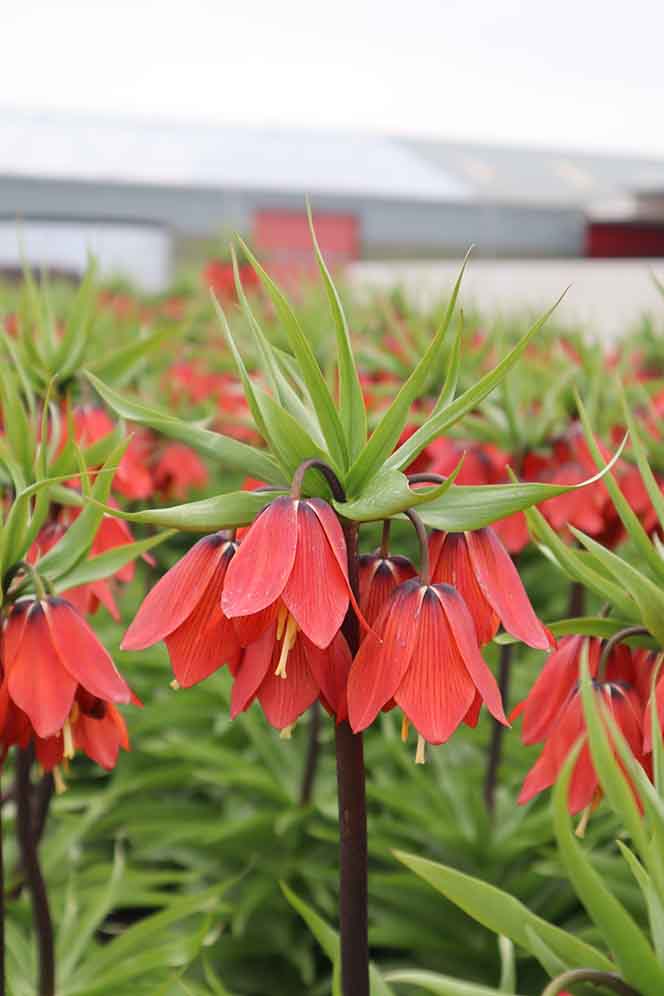 Keisarinpikarililja Red Beauty