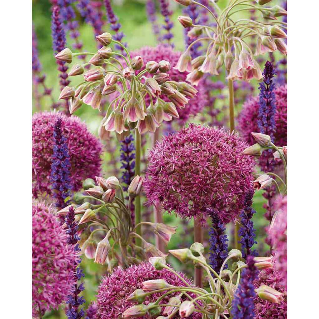 Laukkasekoitus Purple Present
