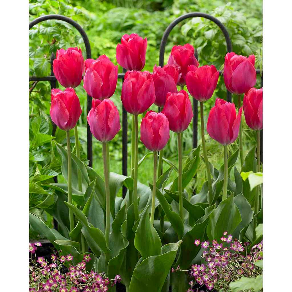 tulppaani 'Lady van Eijk'