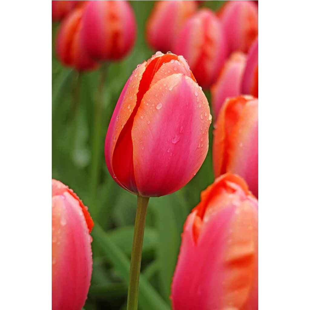 Tulppaani Apricot Impression, 50 sipulia/pussi