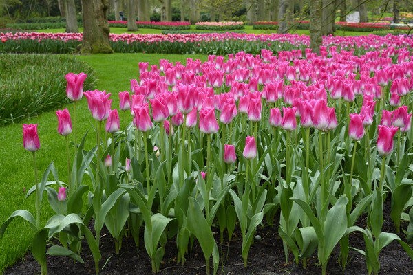 Tulppaani Memphis, 50 sipulia/pussi