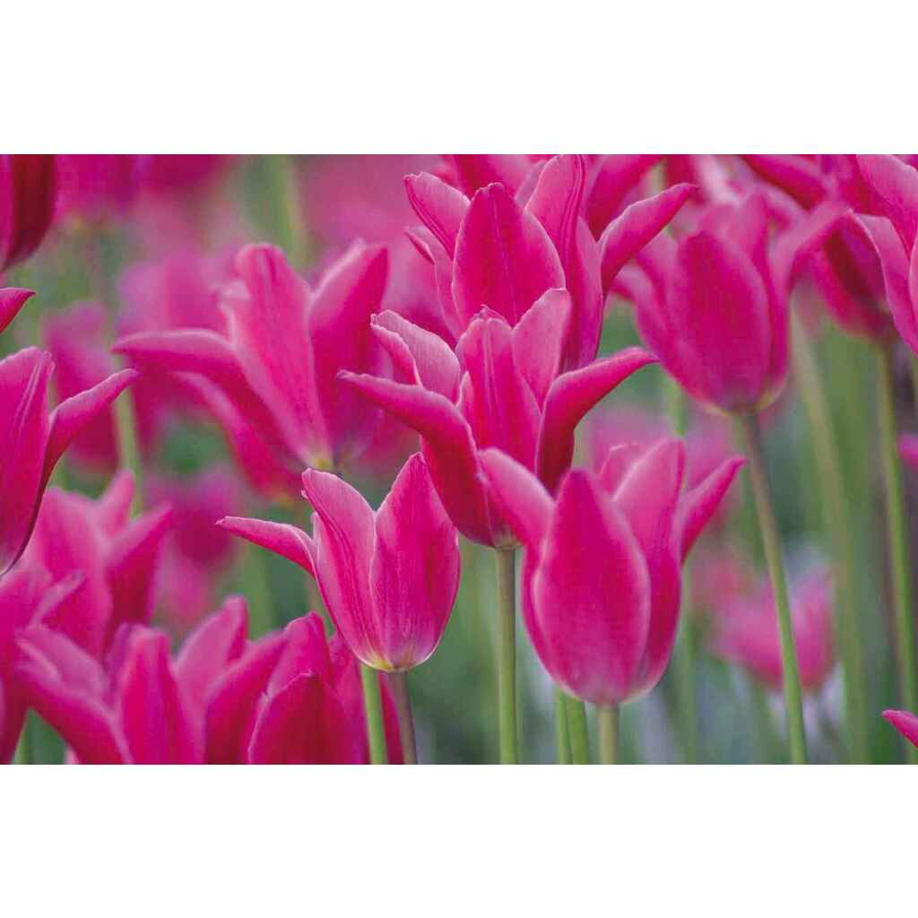 Tulppaani Maggie Daley (Pretty Love)