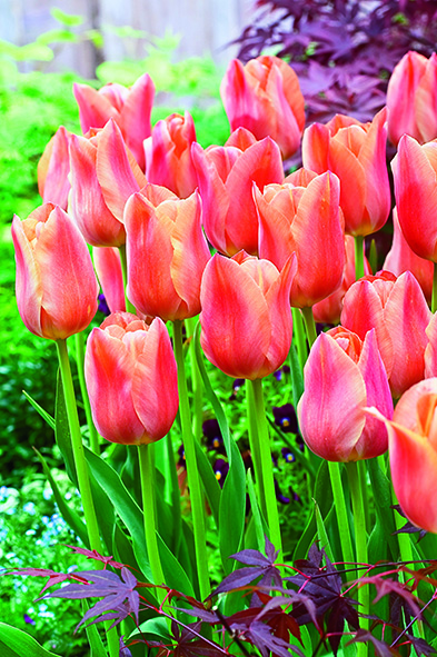 Tulppaani Stunning Apricot