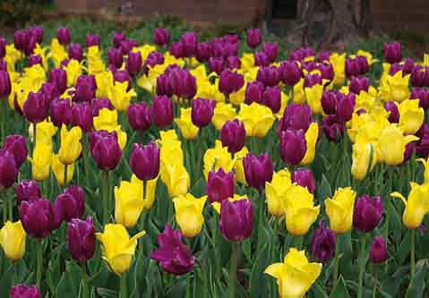 Tulppaanilajitelma Golden Royal, 50 sipulia/pussi