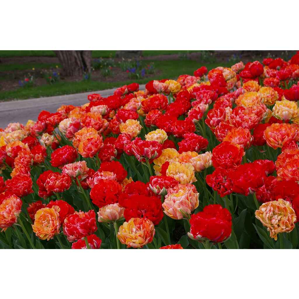 Tulppaani Double Gudoshnik, 50 sipulia/pussi