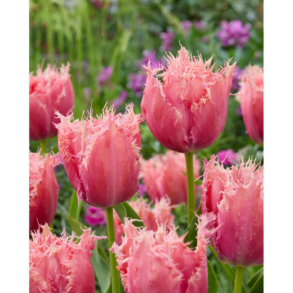 Tulppaani 'Paleis Het Loo'