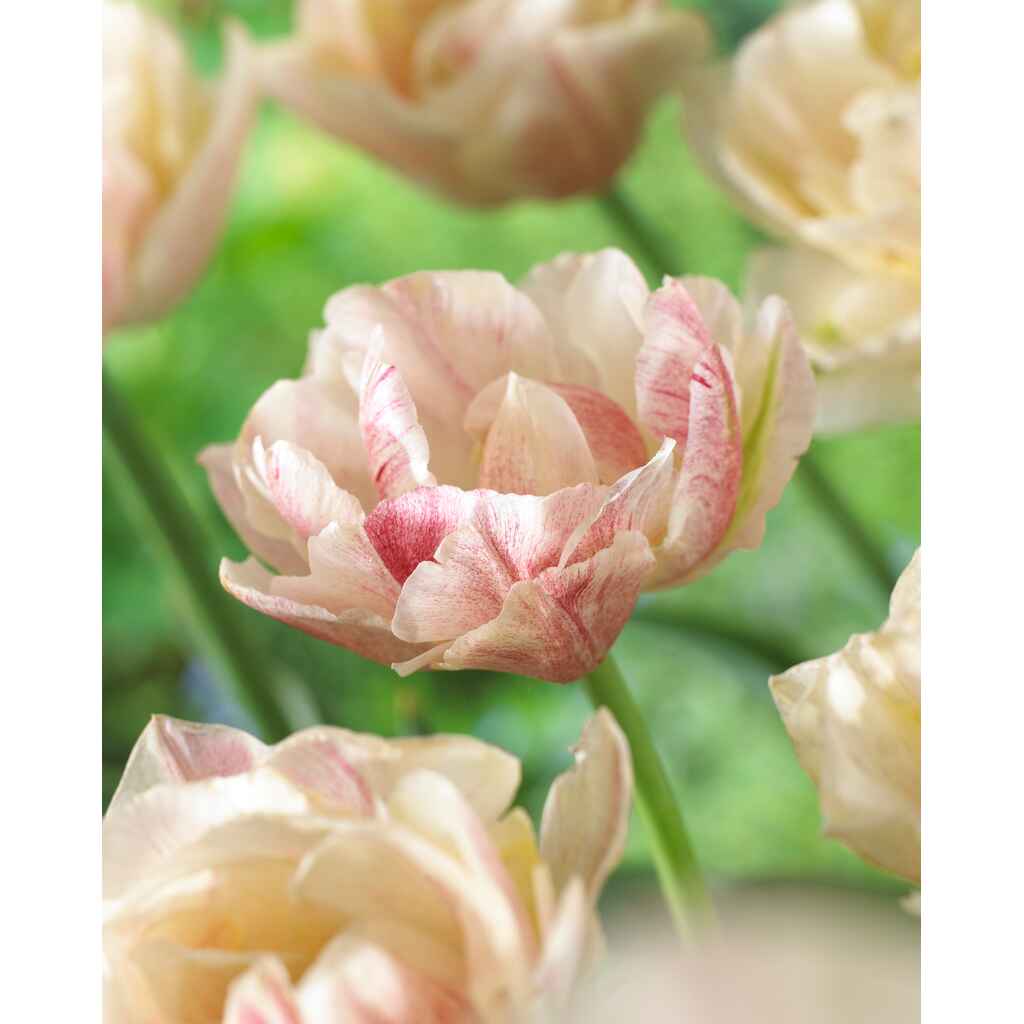 Tulppaani Silk Road