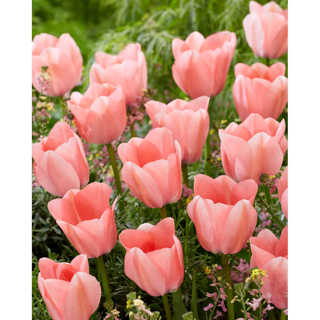 tulppaani 'Bella Blush'
