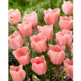 Tulppaani Bella Blush, 50 sipulia/pussi