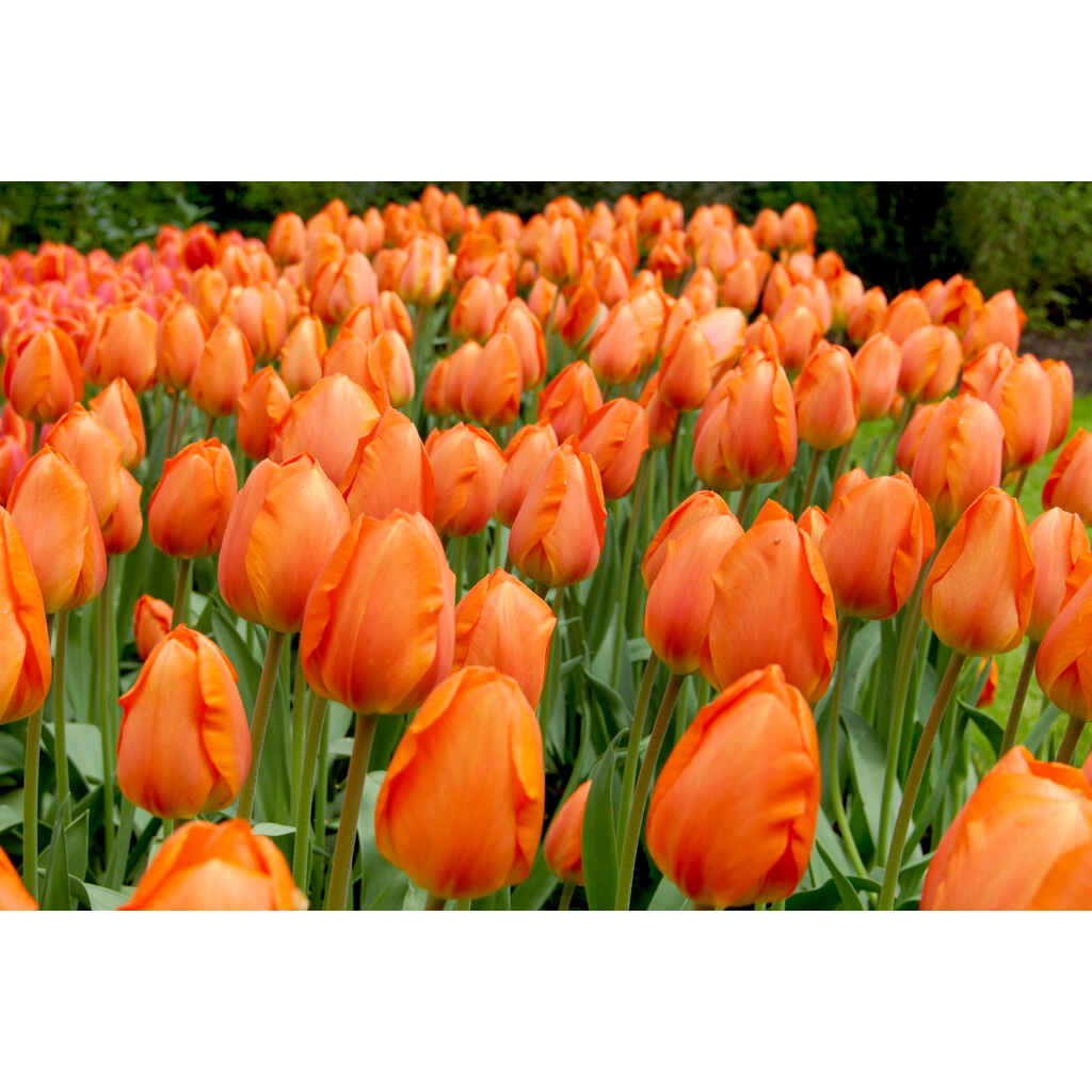 tulppaani 'Lightning Sun'