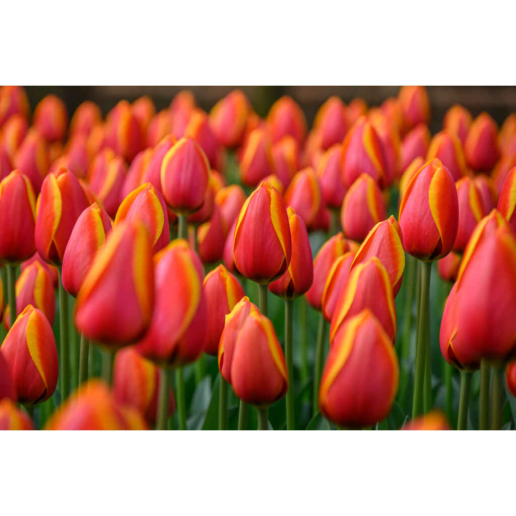 tulppaani 'Dafeng'