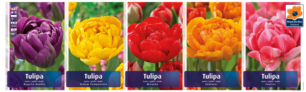 Lajitelma tulppaaneja, erilaisia