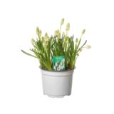 Helmililja valkoinen 12 cm ruukussa