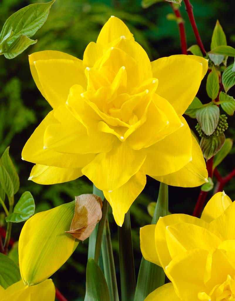 Narsissi Golden Ducat