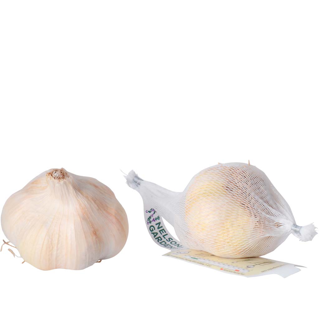 Talvivalkosipuli Messidrome luomu