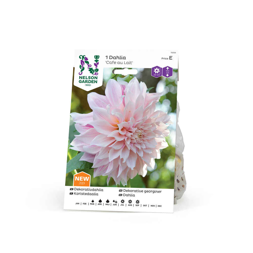 Daalia Cafe au Lait