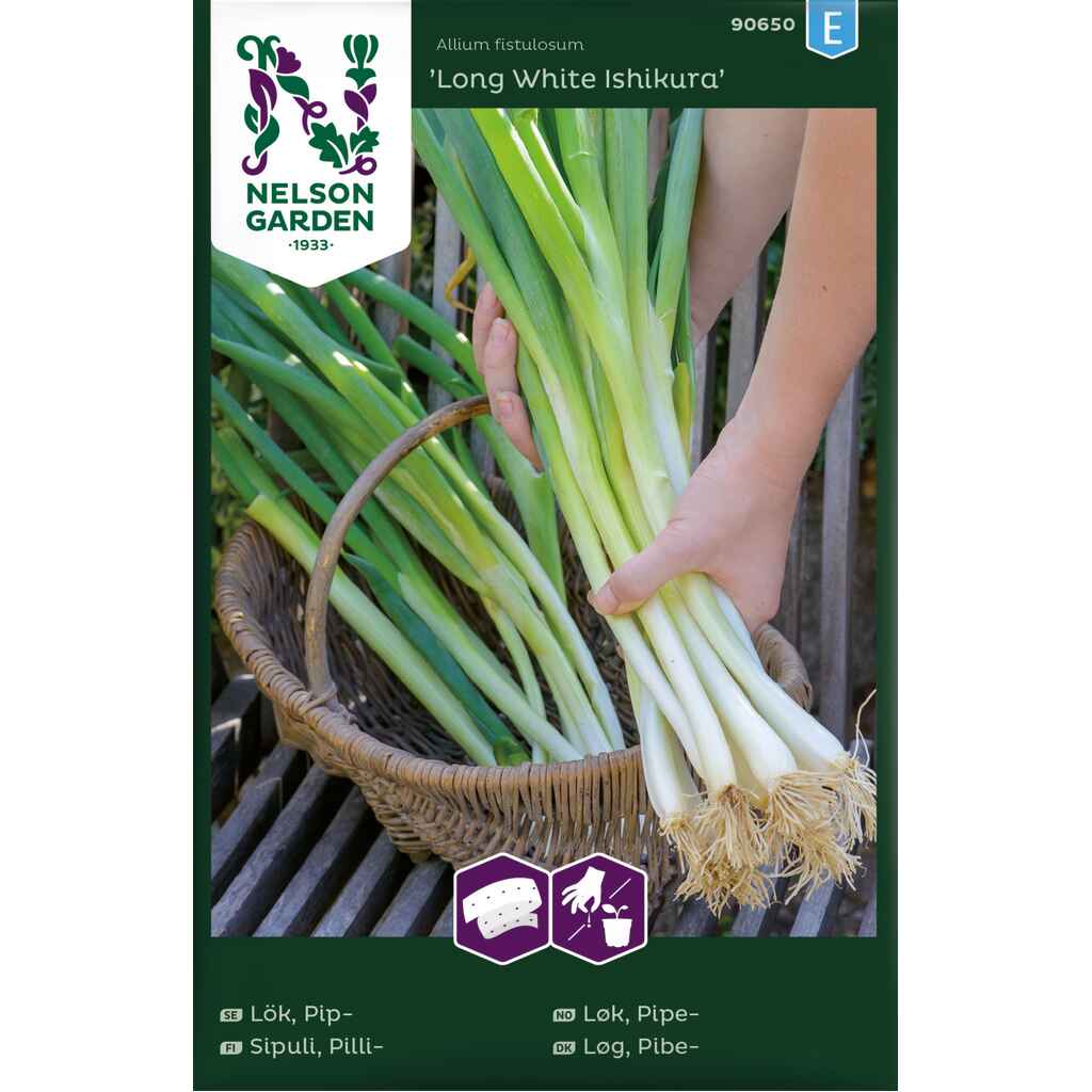 Pillisipuli 'Long White Ishikura', kylvönauha