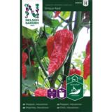 Havannapaprika, 'Draco Red'