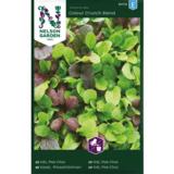 Pinaattikiinankaali, lajitelma