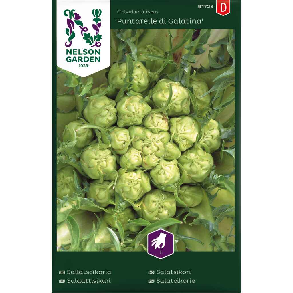 Salaattisikuri 'Puntarelle di Galatina'