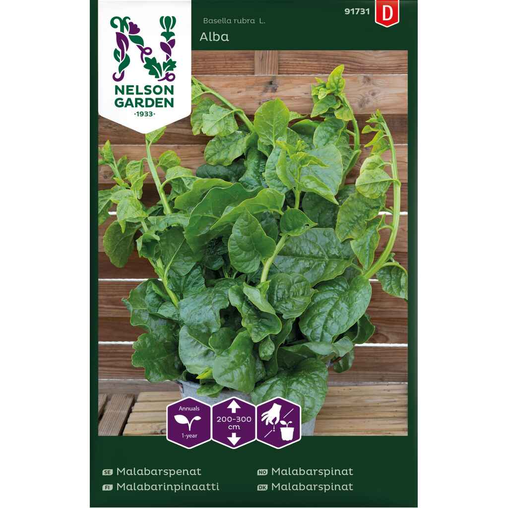 Malabarinpinaatti 'Alba'