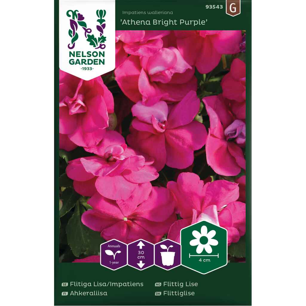 Ahkeraliisa 'Athena Bright Purple'