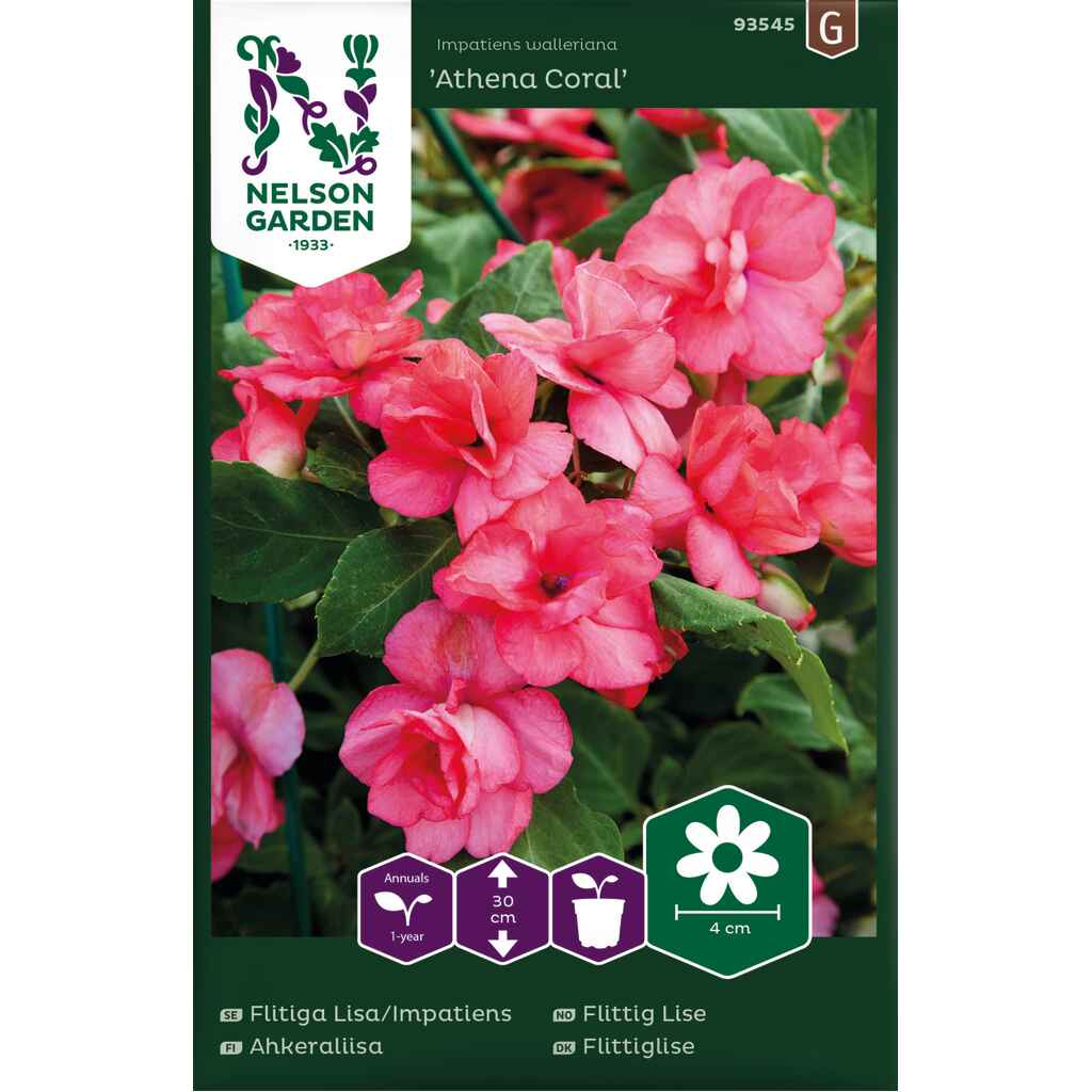 Ahkeraliisa 'Athena Coral' F1