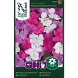 Ahkeraliisa, 'Beacon Chicago Mixture' F1