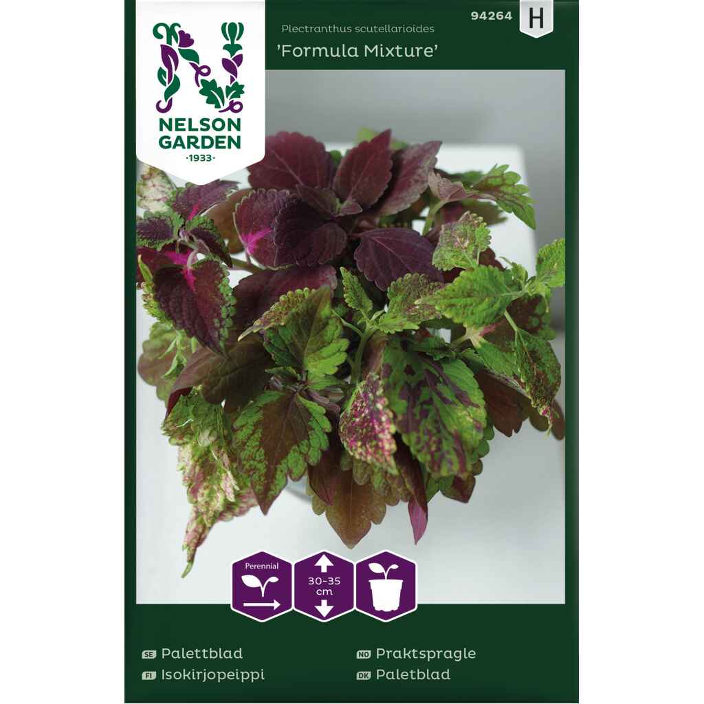 Isokirjopeippi 'Formula Mixture'