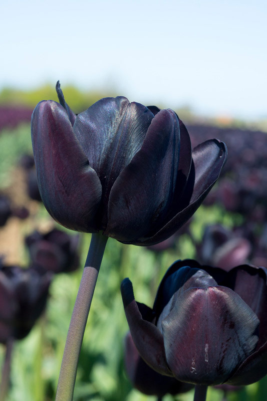 Tulppaani Nightwish