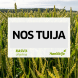 NOS Tuija syysvehnä kemiallisesti peitattu 800 kg