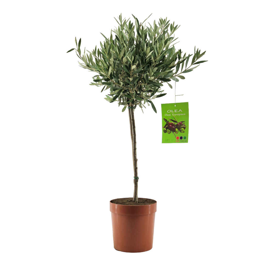 Oliivi rungollinen 18 cm ruukussa