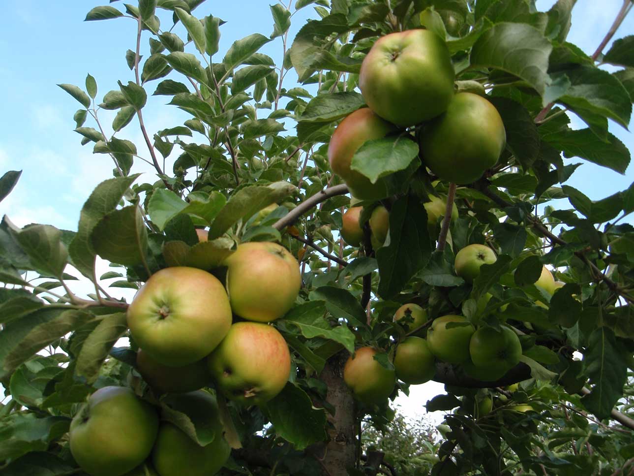 Omenapuu Astrakan Gyllenkrok