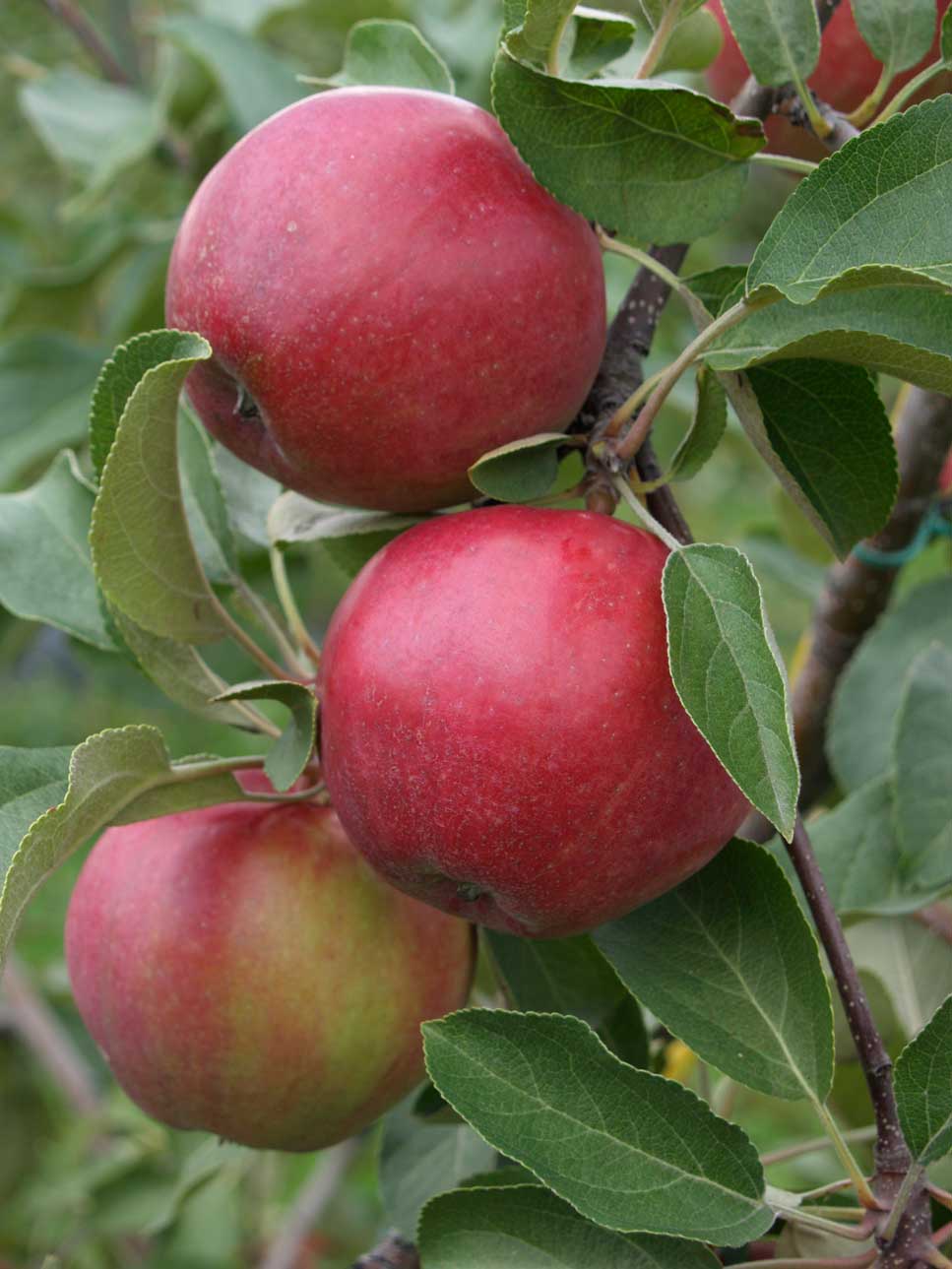 Omenapuu Tobias