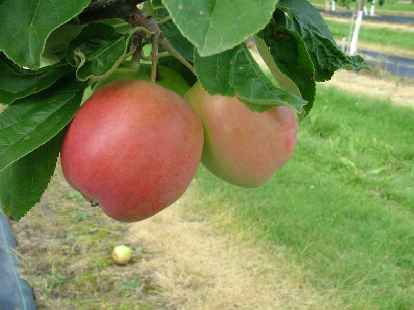 Omenapuu Åkerö