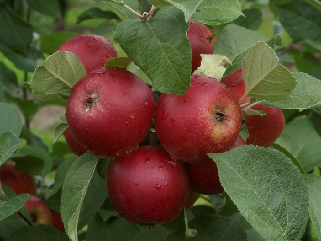 Omenapuu Petteri