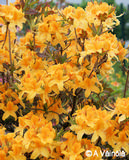 Puistoatsalea Onnimanni FinE, astiakoko 3L