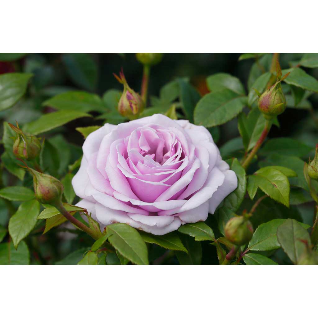 Ruusu Pacific Blue Tantop Royal