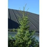 Serbiankuusi, myyntikorkeus 60-80 cm